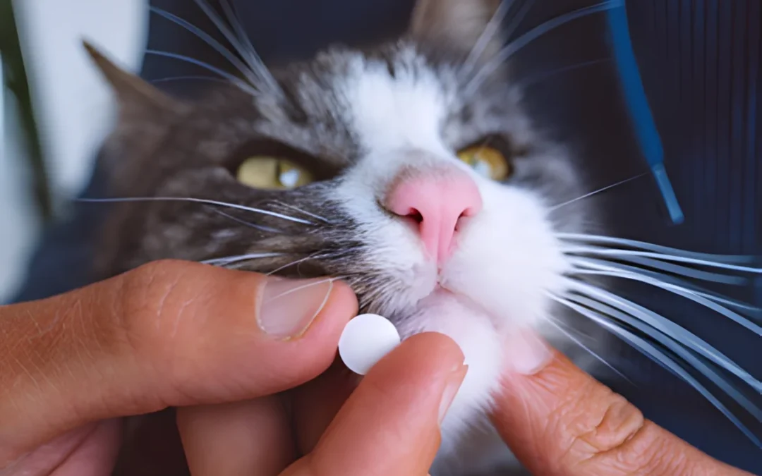 Cat with medication