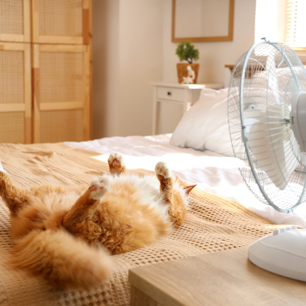Beating the Houston Heat: Comprehensive Strategies for Keeping Your Indoor Cat Safe and Cool This August