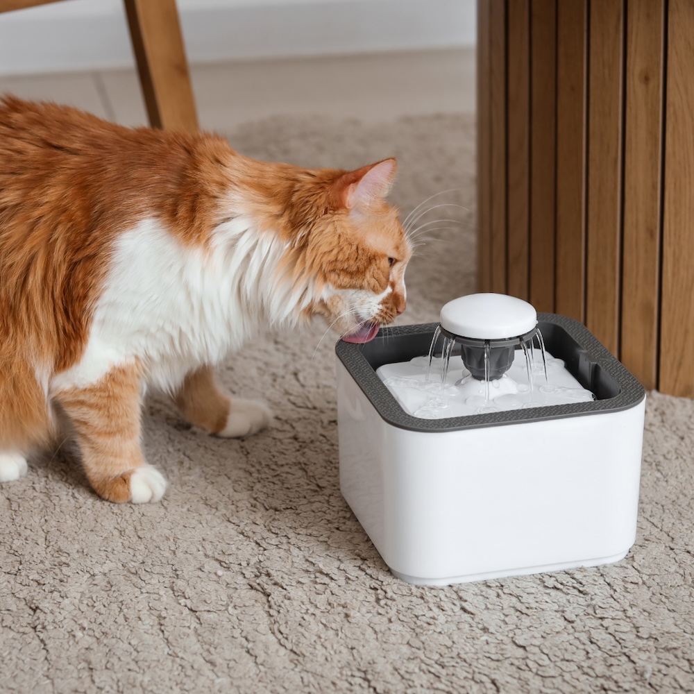 Thirsty cat drinking water