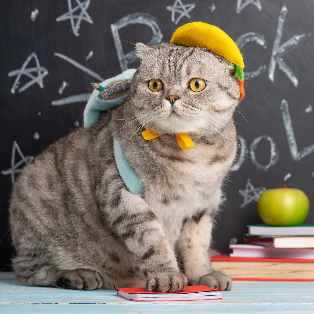 Navigating the Back-to-School Transition: Easing Feline Separation Anxiety When the House Empties