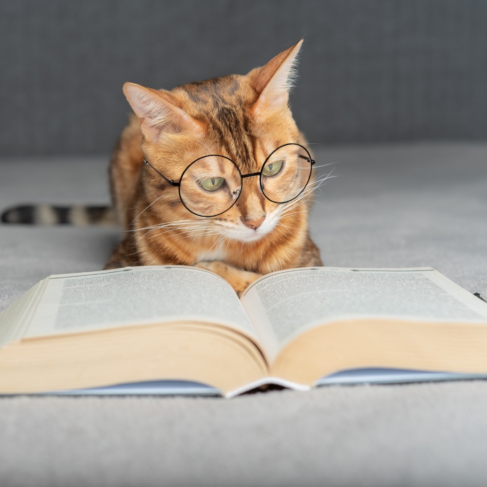 Cat reading a book