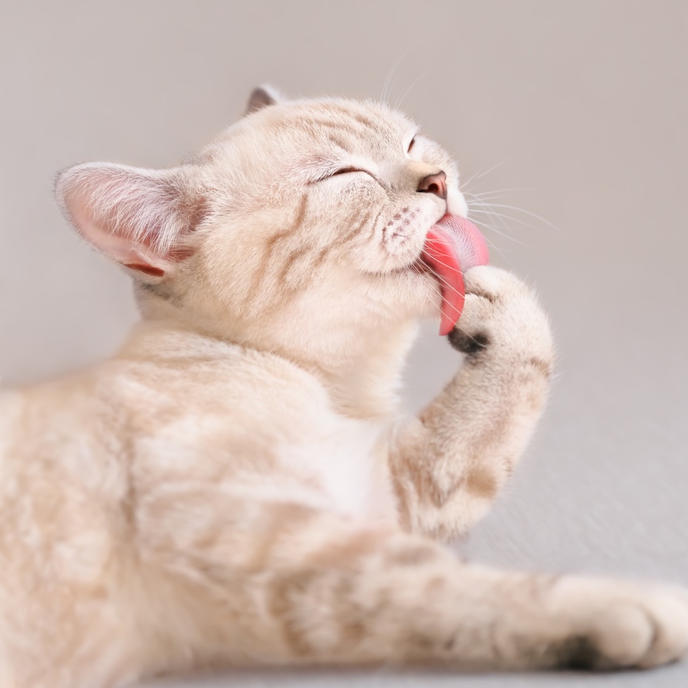 National Hairball Awareness Day: Protecting Your Cat’s Digestive Health Through Proper Summer Grooming