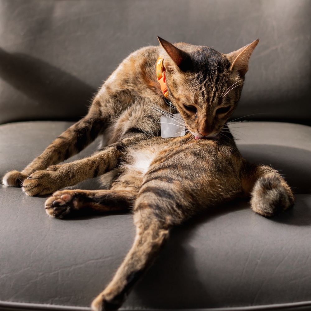 Daily grooming regimen