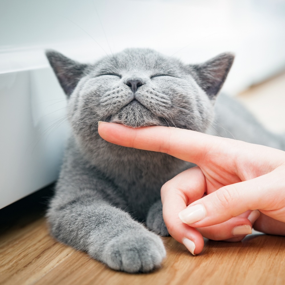 Very contented cat