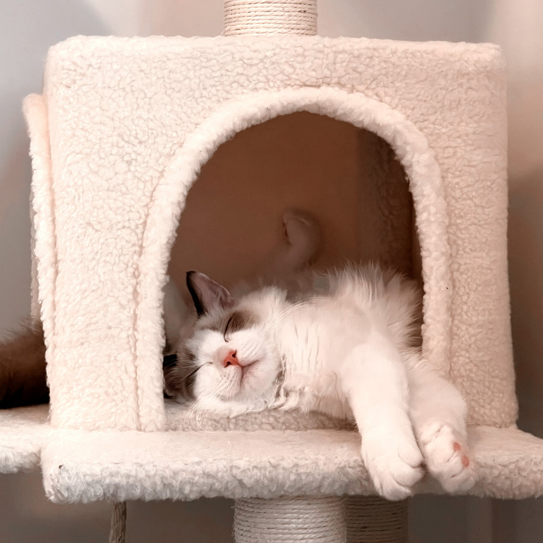 Heading Away for Labor Day Weekend? Why Cat-Specific Care Beats Boarding Every Time