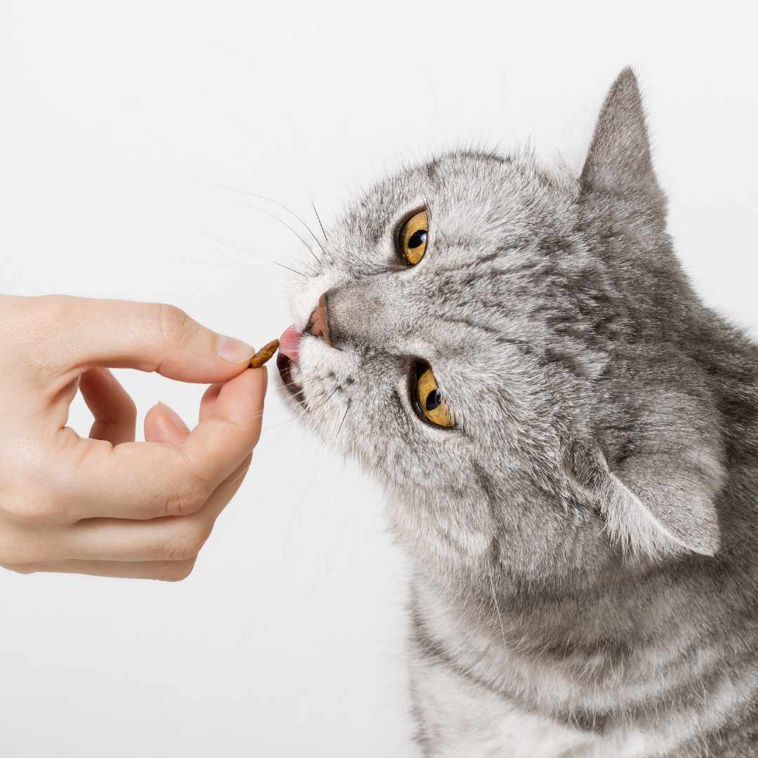 Cat being given a treat