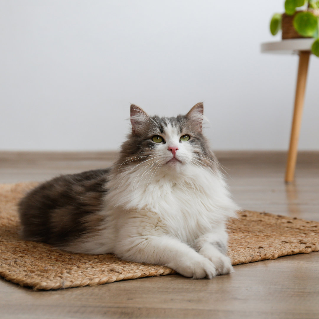 School Is Back in Session: Helping Your Cat Navigate a Changing Household Rhythm
