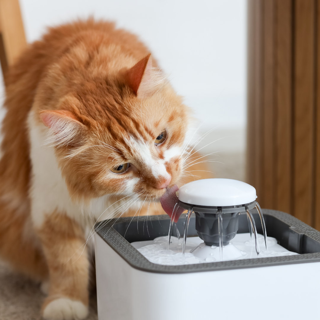 Thirsty cat drinking water