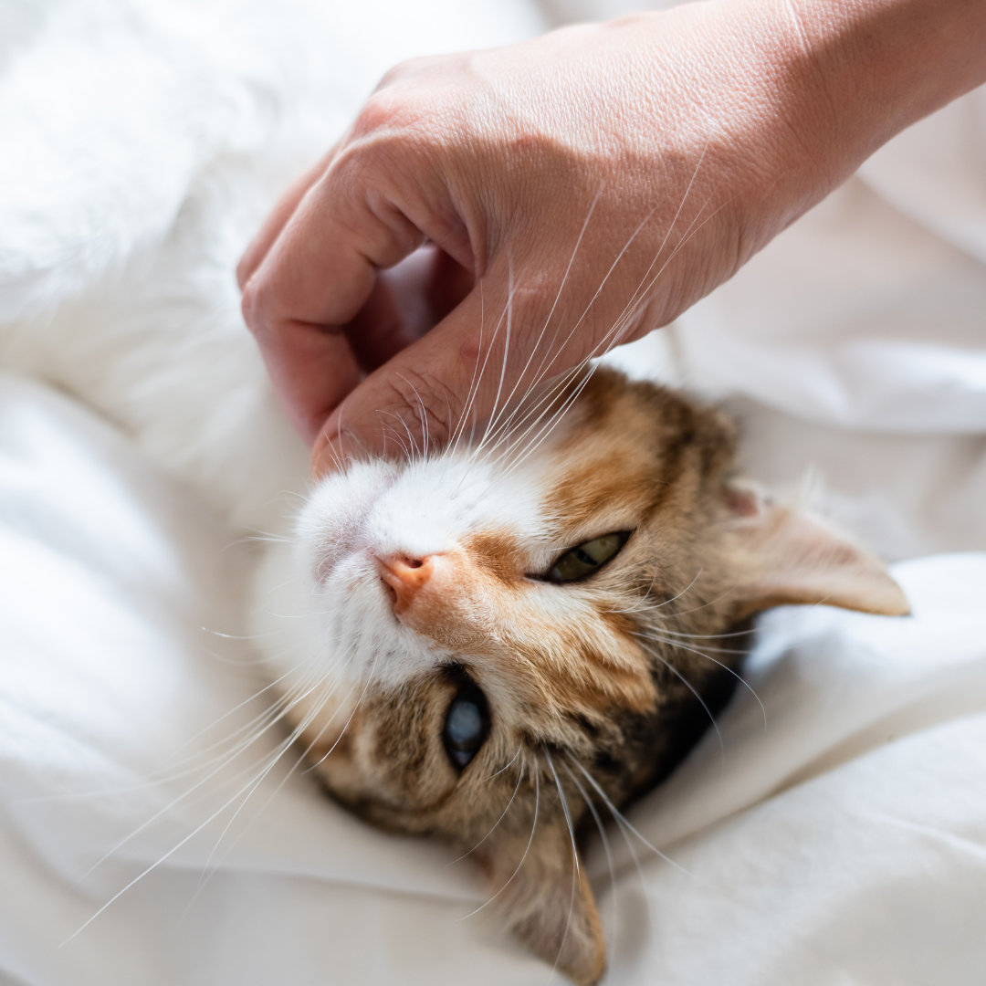 Cat scratched under its chin