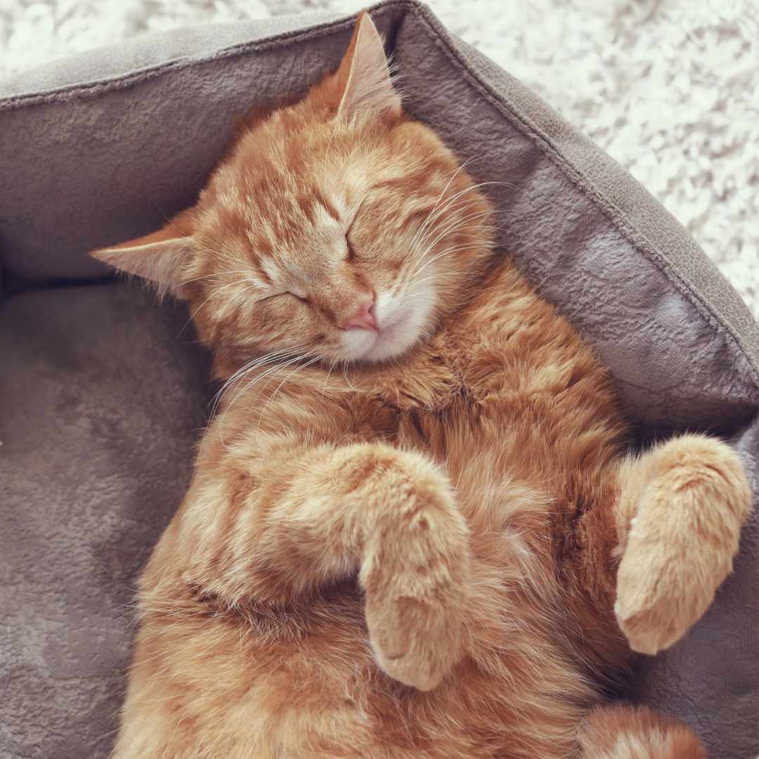 Cat sleeping in cat bed