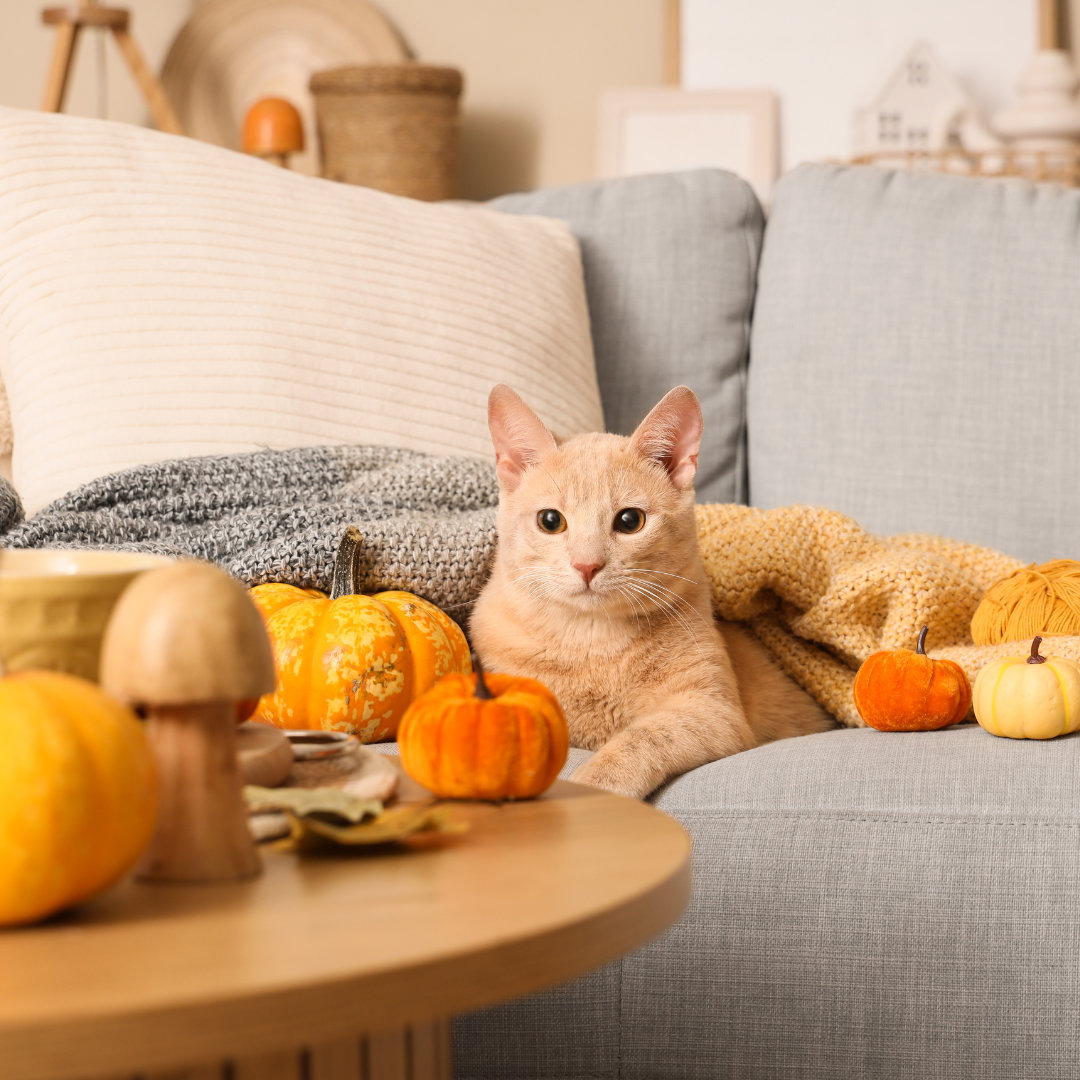 cozy autumn vibe with cat on sofa