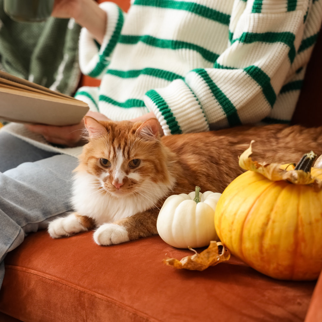 cat chilling beside owner