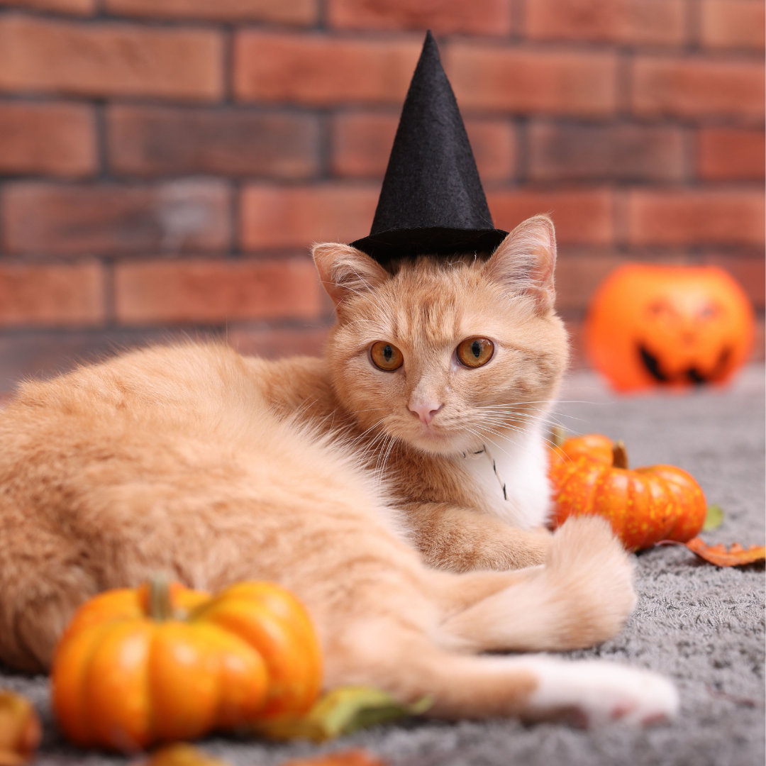 cat wearing a witch hat