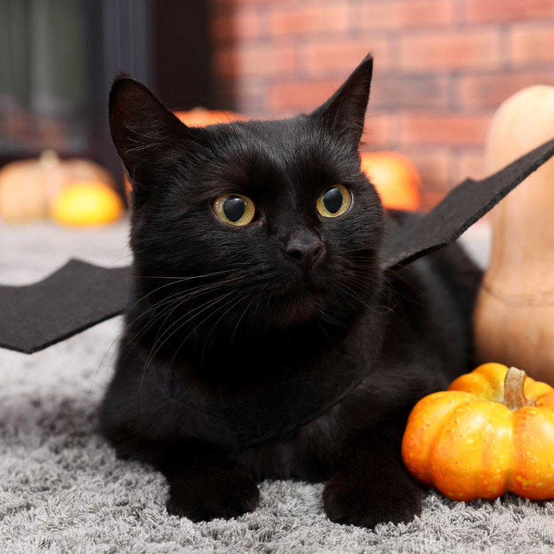 black cat with bat wings